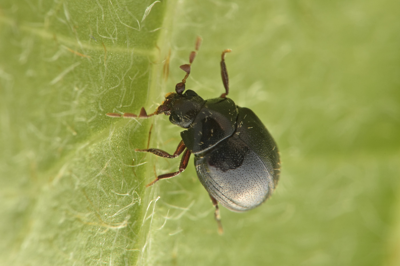 Anobiidae: Caenocara affine? S.